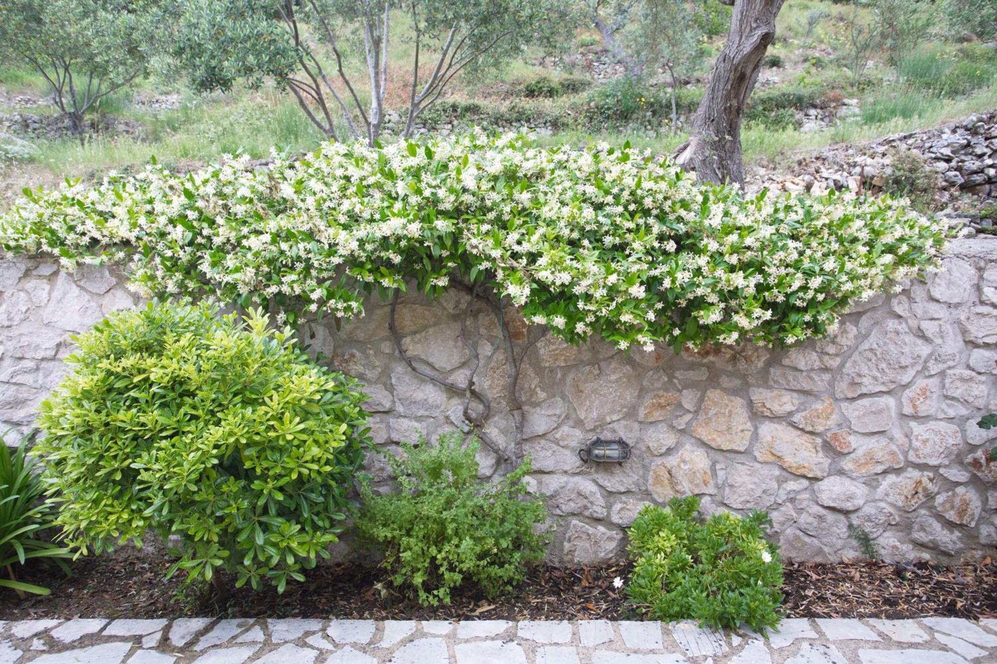 Asplathia Lefkada